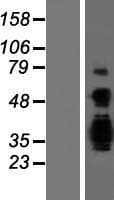 ASCL3 Protein (Over-Expression Lysate Myc-DDK (Flag))