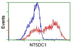 NT5DC1 Antibody (clone OTI2H8)