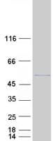 Human EIF3S5 / EIF3F Protein (Recombinant Myc-DDK (Flag))