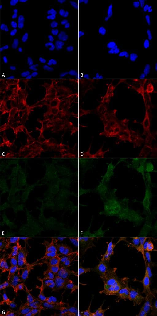 Hexanoyl-Lysine adduct Antibody (clone 5D9, APC)