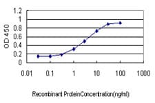 SREBF1 / SREBP-1 Antibody (clone 4B10)