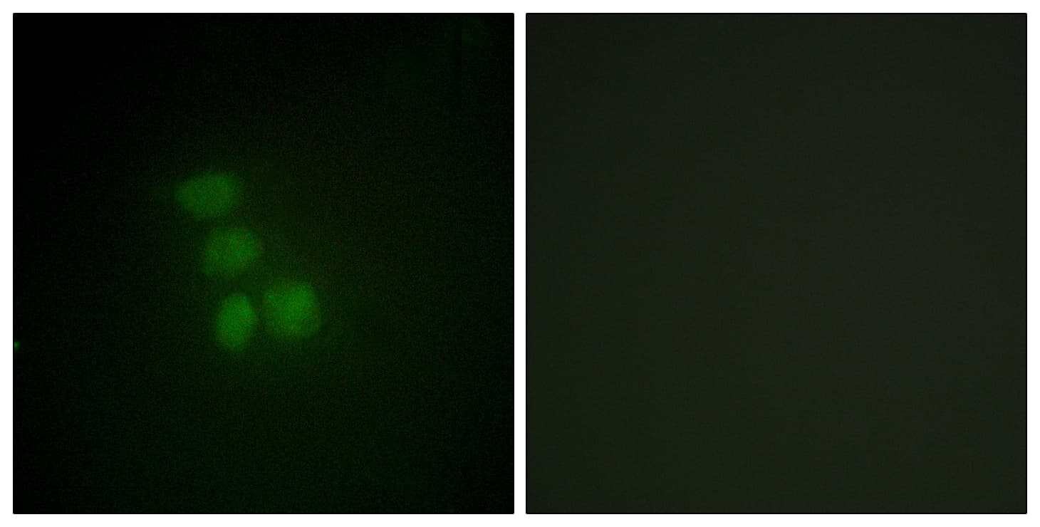 RBMX Antibody (aa6-55)