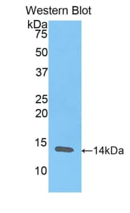 RETN / Resistin Antibody (aa17-108)