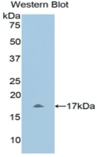 UCN3 / SPC Antibody (aa22-161, PE)