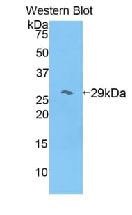 APOA1 / Apolipoprotein A 1 Antibody (aa25-265)