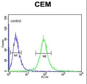 CD46 Antibody (aa317-343)