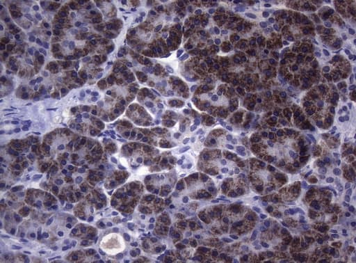 Monoclonal Mouse anti-Human SAMSN1 Antibody (clone OTI7D12, Carrier-free, aa1-250, IHC, WB)