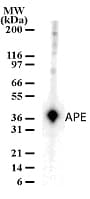 IHC-plus™ APEX1 / APE1 Antibody (aa36-52)