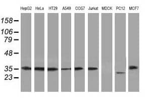 ERCC1 Antibody (clone 2.00E+12, Carrier-free)