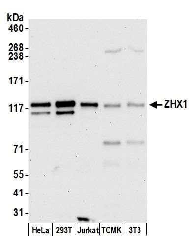 ZHX1 Antibody (aa1-50)