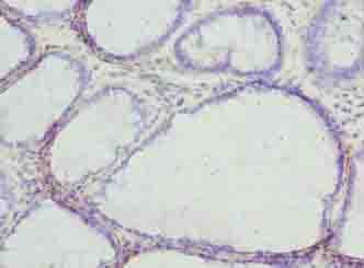 MLZE Antibody