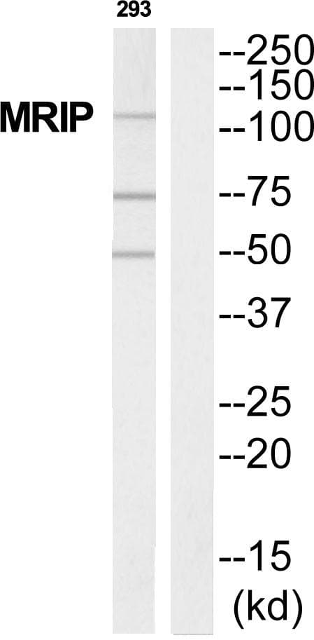 MPRIP / RIP3 Antibody