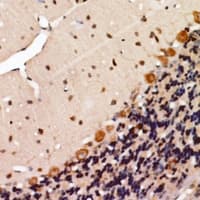 KSR2 Antibody