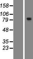 KIAA1841 Protein (Over-Expression Lysate Myc-DDK (Flag))