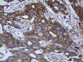 CAPN2 / Calpain 2 / M-Calpain Antibody (clone OTI3G1)
