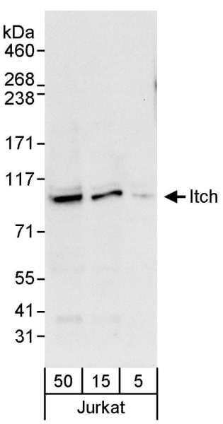 ITCH / AIP4 Antibody (aa650-700)