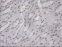 IL3 Antibody (clone OTI3B11)