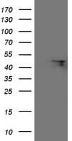 FBXO31 Antibody (clone OTI1H1)