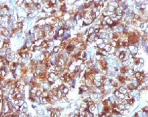 EMA / MUC1 Antibody (clone MCN01-1, Ready-to-Use)