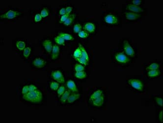 ARHGEF12 Antibody (aa1302-1501)