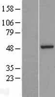 ASZ1 / Orf3 Protein (Over-Expression Lysate Myc-DDK (Flag))
