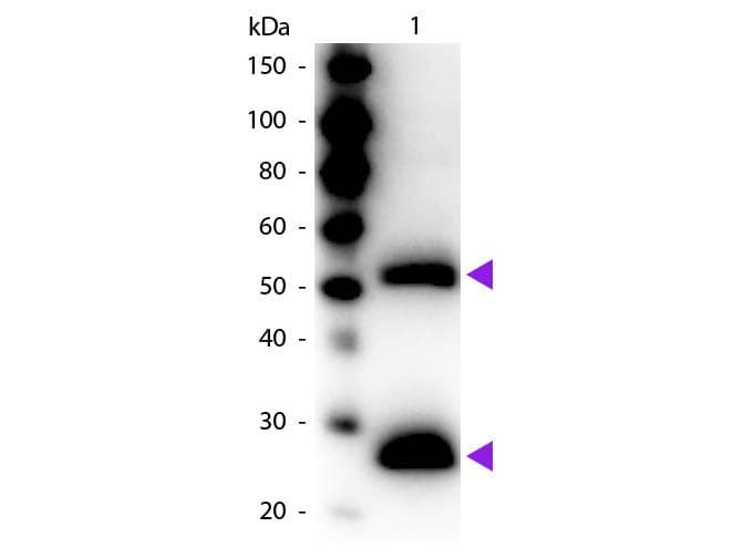 Goat Anti-Mouse IgG Secondary Antibody (HRP)