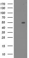 ITFG2 Antibody (clone OTI3A6)