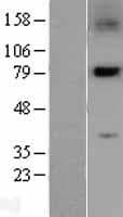 SNK / PLK2 Protein (Over-Expression Lysate Myc-DDK (Flag))