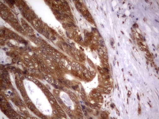 IGSF11 / VSIG3 Antibody (aa23-241, clone OTI1B9)