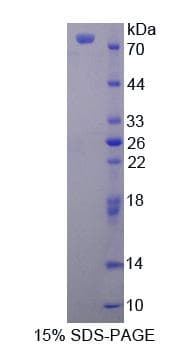 Human BRD1 Protein (Recombinant His-GST)