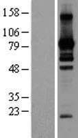 L3MBTL2 Protein (Over-Expression Lysate Myc-DDK (Flag))