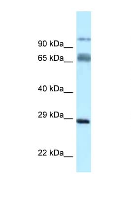 PRRT1 Antibody (N-Terminus)