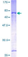 Human MAEA / EMP Protein (Recombinant GST)