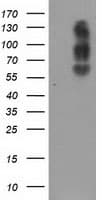 SLC7A8 / LAT2 Antibody (clone 4A6, Carrier-free)