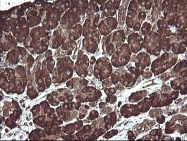 PDIA3 / ERp57 Antibody (aa140-505, clone OTI4D7)