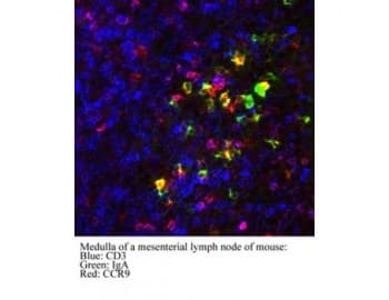 Monoclonal Rat anti-Mouse CCR9 / CD199 Antibody (clone 7E7, IF)