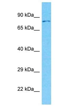 LRRN3 Antibody (aa601-650)