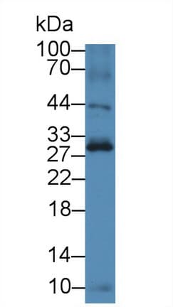 BTLA / CD272 Antibody (aa30-183, APC)