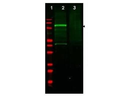 IHC-plus™ Polyclonal Rabbit anti-Human GGA3 Antibody (IHC, WB)