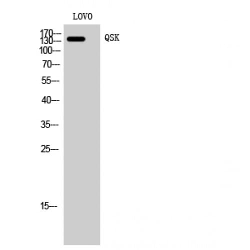 SIK3 / QSK Antibody (490-570 aa, Internal)