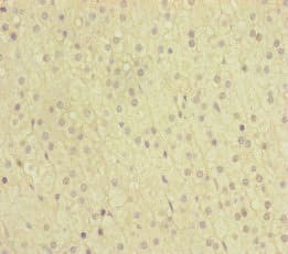 NAA25 Antibody