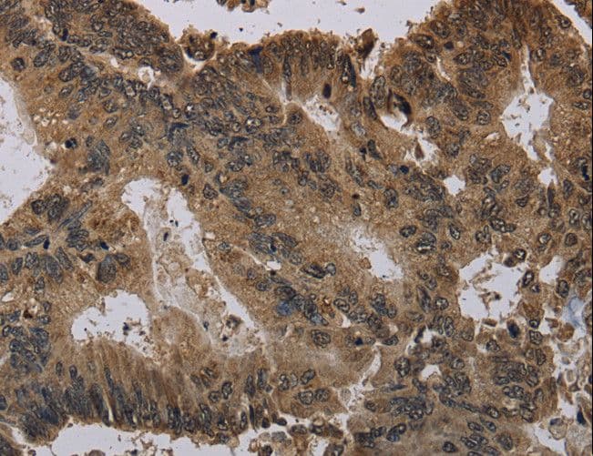 Polyclonal Rabbit anti-Human Histone H4 Antibody (IHC, WB)