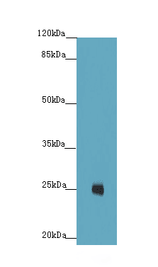 Polyclonal Rabbit anti-Human ILEI / FAM3C Antibody (WB)
