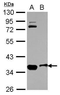 OSTM1 Antibody