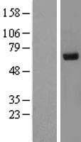 RPN2 / Ribophorin II Protein (Over-Expression Lysate Myc-DDK (Flag))