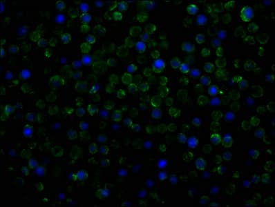 PECAM-1 / CD31 Antibody (clone 9E6E12)