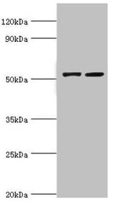 CBLC Antibody (aa245-474)