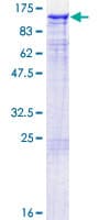 Human TAX1BP1 Protein (Recombinant GST)