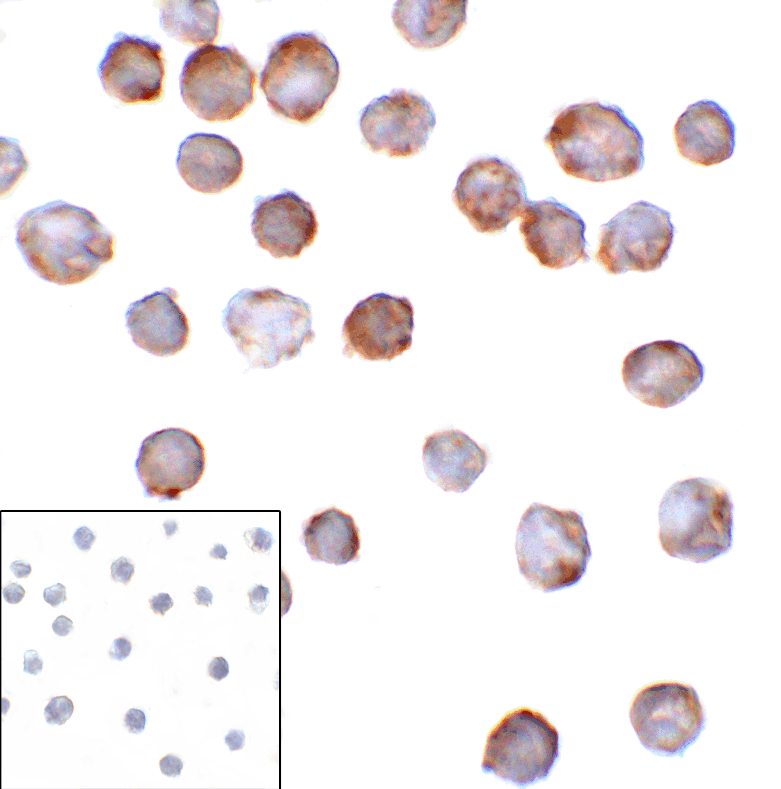 CD276 / B7-H3 Antibody (clone 7B3)