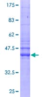 Human IFITM2 Protein (Recombinant GST)